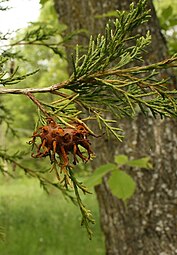 Agalla en el cedro rojo del este (Juniperus virginiana)