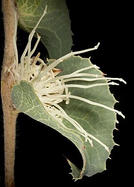 H. conchifolia в Австралийском национальном ботаническом саду.