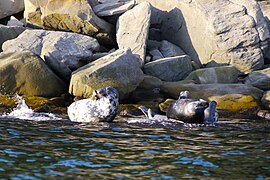 Focas grises (Halichoerus grypus) en la costa del cabo Gaspé.