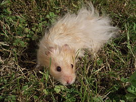 Un hamster doré (Mesocricetus auratus angora) (définition réelle 4 000 × 3 000)