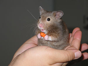 A short-haired hamster (named "Egbert&quo...