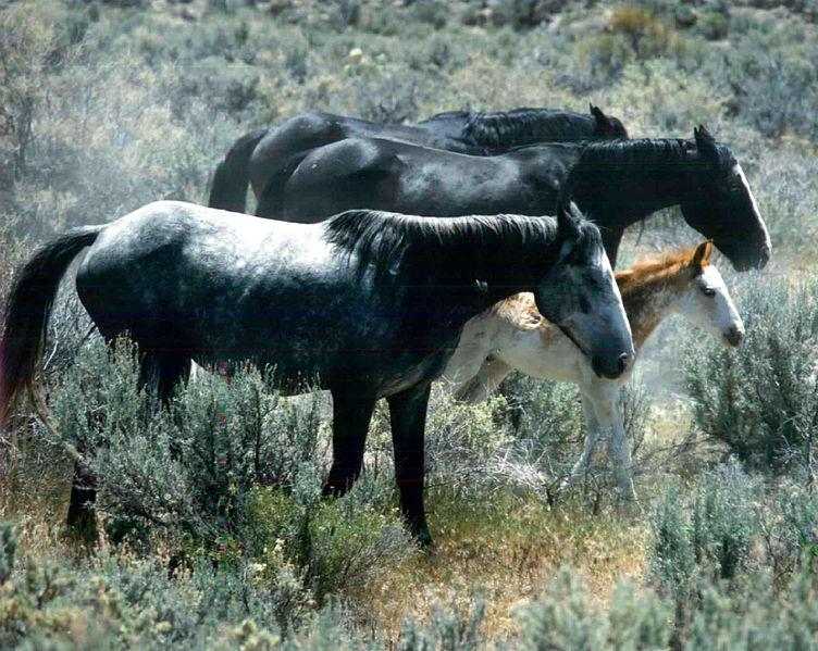 File:Herd of wild horses at the the Nevada Test Site 3.jpg