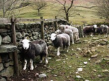 Domba Herdwick sedang diternakkan