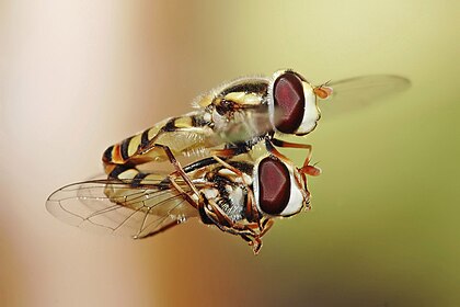 Moscas-das-flores (Simosyrphus grandicornis) acasalando em voo, Victoria, Austrália. (definição 1 600 × 1 067)