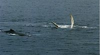 Фотография двух китов, один лежит на спине с вытянутыми над поверхностью плавниками.