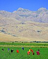 Image 11Kurdish villagers working in a field (from Kurdistan Region)