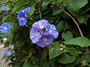 inflorescence de fleurs bleues