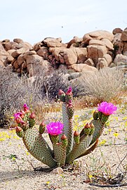 Flowers, in Joshua Tree National Park