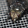 Tachinid fly of the genus Juriniopsis on my porch. Thanks to Norm Woodley at BugGuide.net for ID.