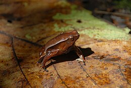 Kalophrynus pleurostigma