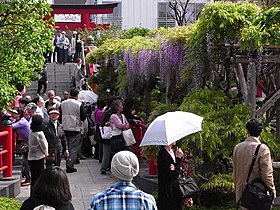 Pergolato di Wisteria floribunda al Santuario di Kameido Tenjin