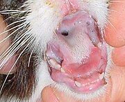 Von Caliciviren verursachte Schleimhautschden auf der Zungenspitze einer Katze