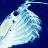 A filter-feeding krill
