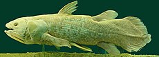 Latimeria Chalumnae - Coelacanth - NHMW.jpg