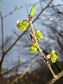 2011年4月24日 (日) 11:54時点における版のサムネイル