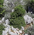 Miniatur-Olivenbaum (Olea europaea) im Naturreservat Olive-Gardens in Lun auf der Insel Pag