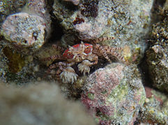 Crabe boxeur à mosaïque (Lybia tessellata)