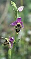 Ophrys scolopax ssp. heldreichii