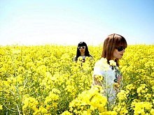 Photographie des deux membres du duo Marsheaux dans un champ de colza