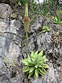 Flora en el Parque Nacional Los Mármoles, Hidalgo, México