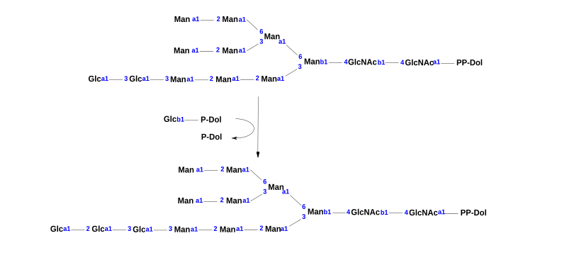 This is the chemical reaction that is mediated by the enzyme Dolichyl-P-Glc:Glc2Man9GlcNAc2-PP-dolichol alpha-1,2-glucosyltransferase