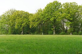 Wiese mit randständigen großen Eichen