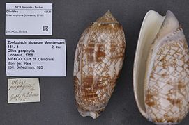 Oliva porphyria (mimetic of Conus sp.)