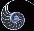 Image radiographique de nautile en agrandissement direct (foyer de 0,1 mm) : profil.