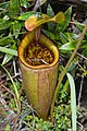 Nepenthes mantalingajanensis ASR 072007 mantalingahan palawan.jpg