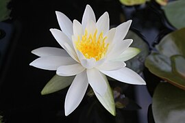 Nymphaea no Japão