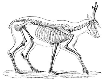 Kangaroo Skeleton Diagram