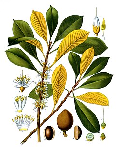 Palaquium gutta