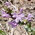 Flowers of Penstemon cyathophorus