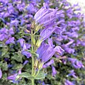 Flowers of Penstemon montanus