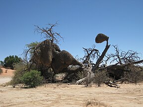 Versamelvoëls se neste in ou bome