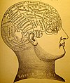 Phrenologists attempted to corrolate mental functions with specific parts of the brain