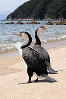 NZ Pied Cormorants