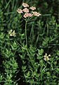 Plant of Pimpinella major ssp. rubra