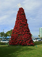 Christmas Tree Pictures