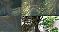 Montage of images of possum inhabitants and foliage specimens of Glochidion Ferdinandi in Zillmere, Queensland