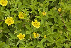 Дуброўка паўзучая (Potentilla reptans)