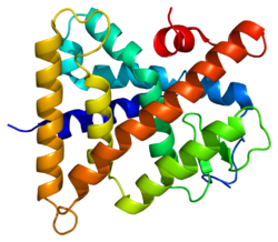 Белок HNF4G PDB 1lv2.png