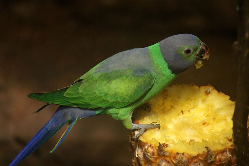 800px-Psittacula_calthropae_-Sri_Lanka_-eating_fruit-8.jpg