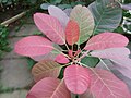 Purple Smoke Bush1.jpg