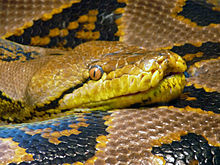 Southeast Asia's reticulated python, the world's largest snake, is a potentially dangerous species. More than a quarter of Aeta men (a Filipino hunter-gatherer group) have survived python predation attempts.[36]