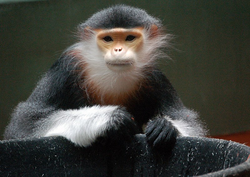 File:Red-shanked Douc at the Philadelphia  Zoo.jpg