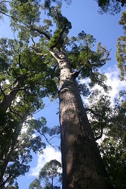 Egy Eucalyptus jacksonii az Óriások-völgyében