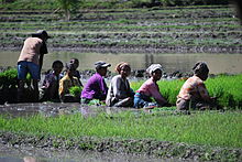 Working a rice paddy in Oemelo, Suco Lifau, Pante Macassar administrative post