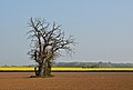 Vignette pour la version du 5 mai 2014 à 19:50