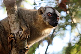 Roodkopmaki (Eulemur rufus)